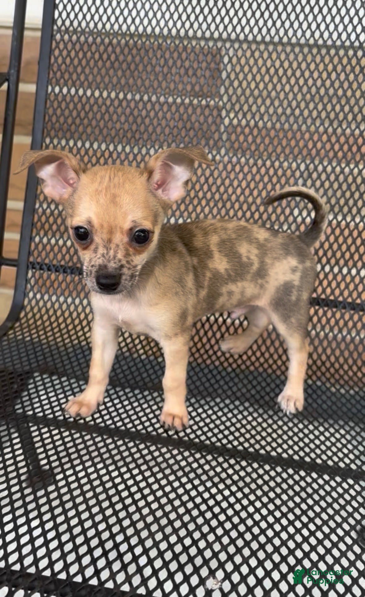 Chiweenie dogs Fireball - Ad 1