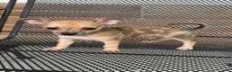 Chiweenie dogs for sale: Fireball - Ad 1