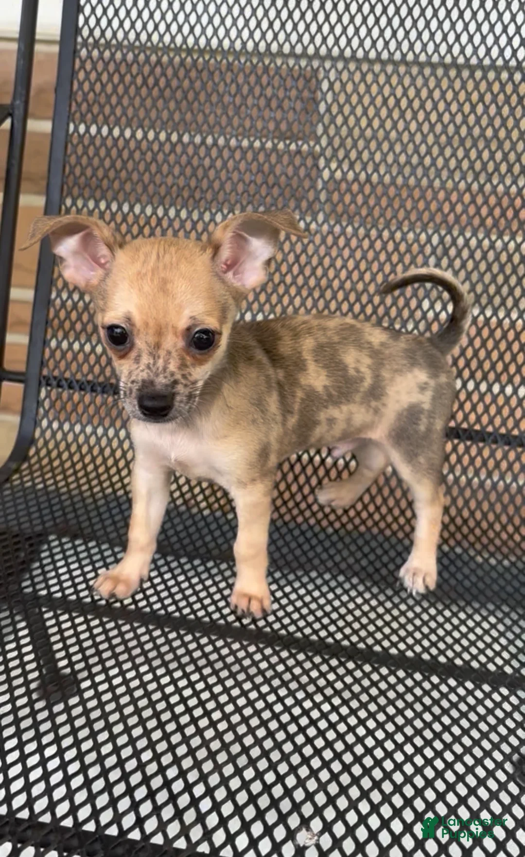 Chiweenie dogs for sale: Fireball - Ad 1