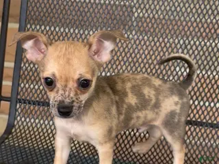 Chiweenie dogs for sale: Fireball - Ad 2
