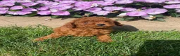 Miniature Poodle dogs for sale: Tiffany - Ad 5