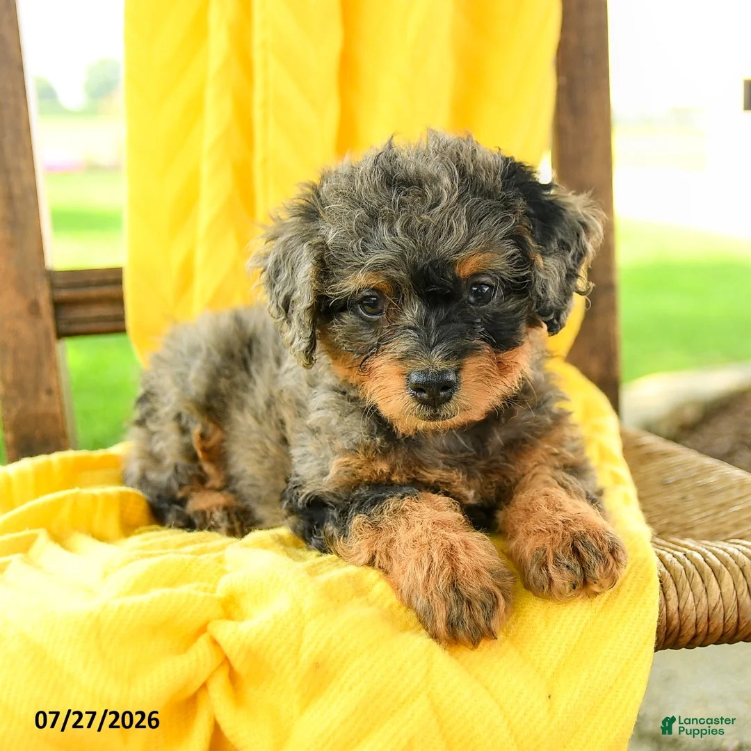 Mini Bernedoodle dogs for sale: Camila - Ad 5