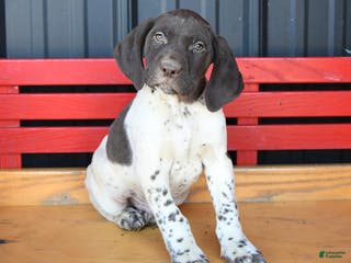 German Shorthaired Pointer dogs Billy - Ad 7