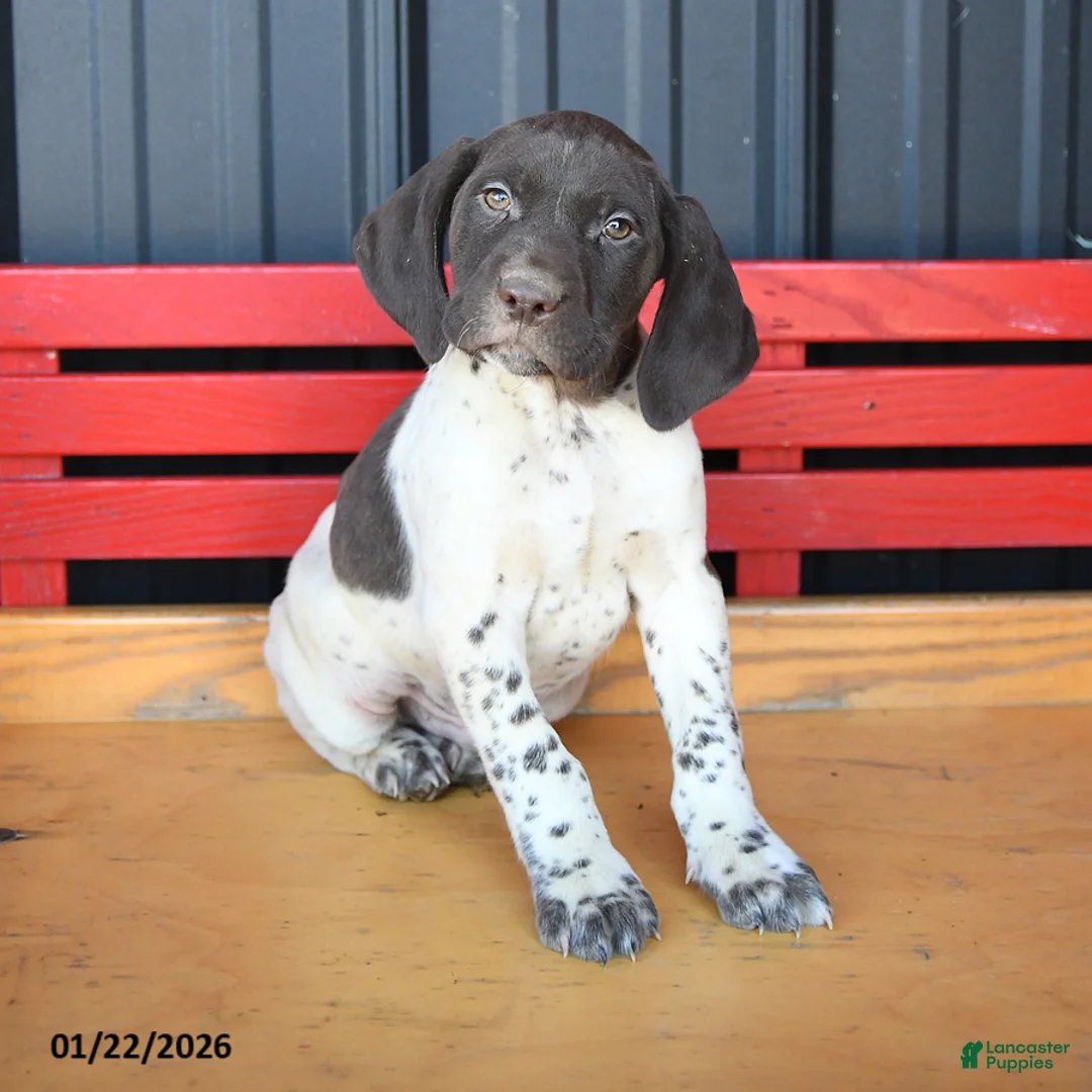German Shorthaired Pointer dogs for sale: Billy - Ad 1