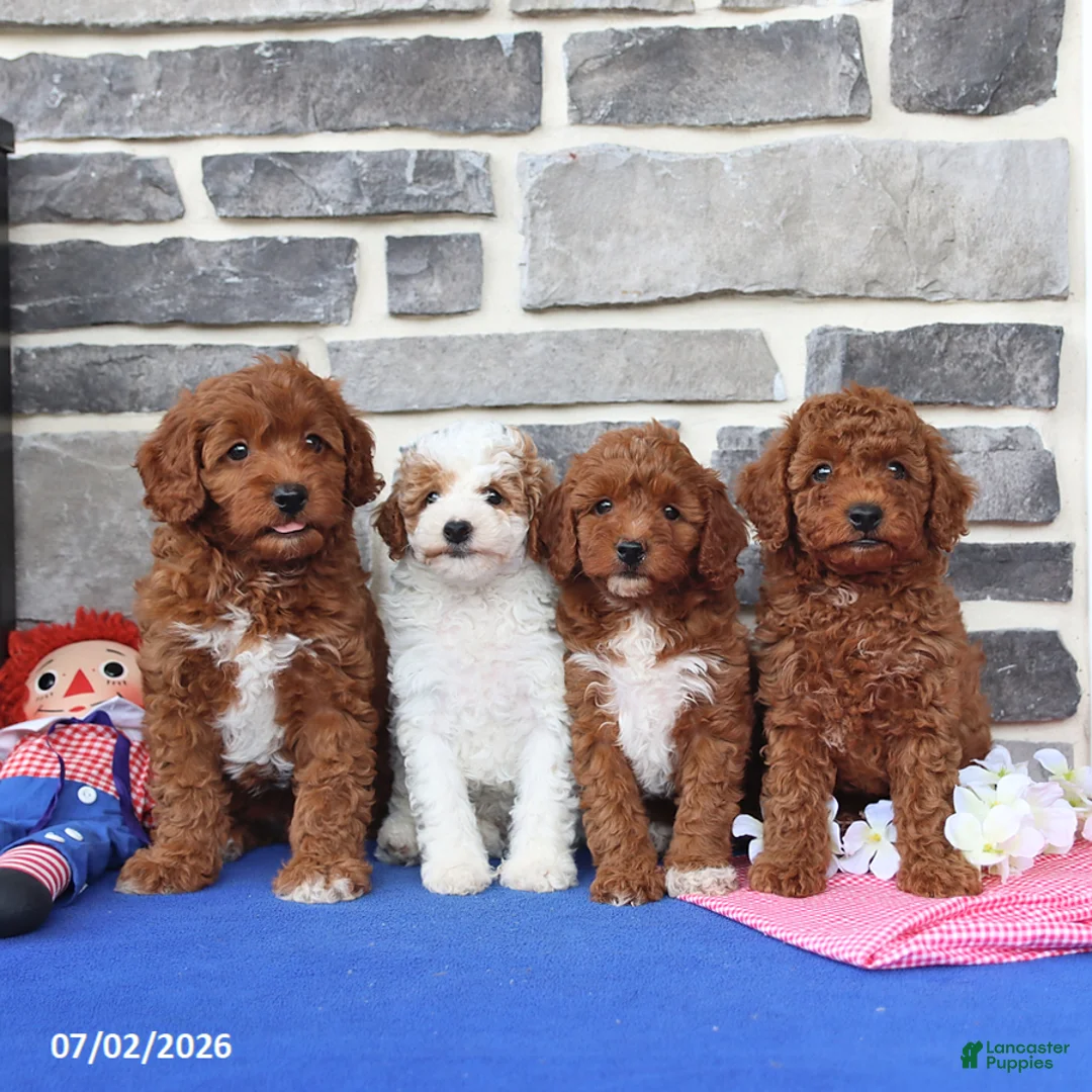 Cavapoo dogs for sale: Rupert - Ad 2