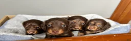 Miniature Dachshund dogs for sale: Miley - Ad 4