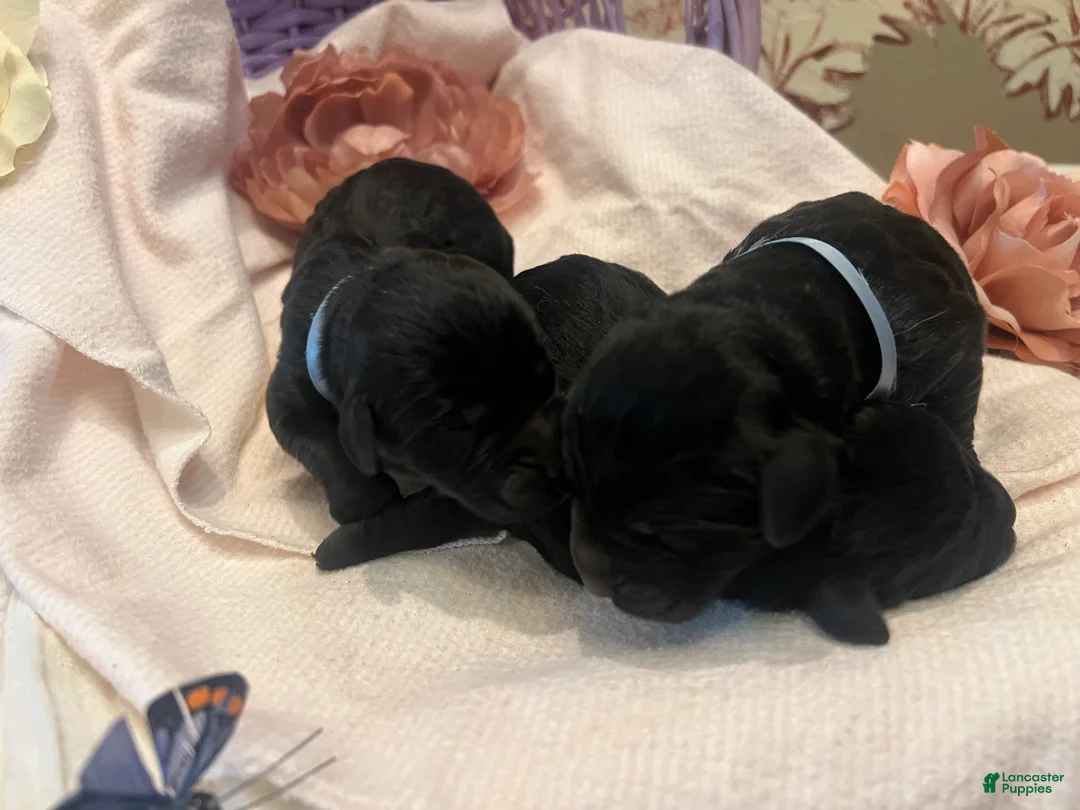 Labradoodle dogs for sale: Labradoodle Puppy 1 - Ad 1