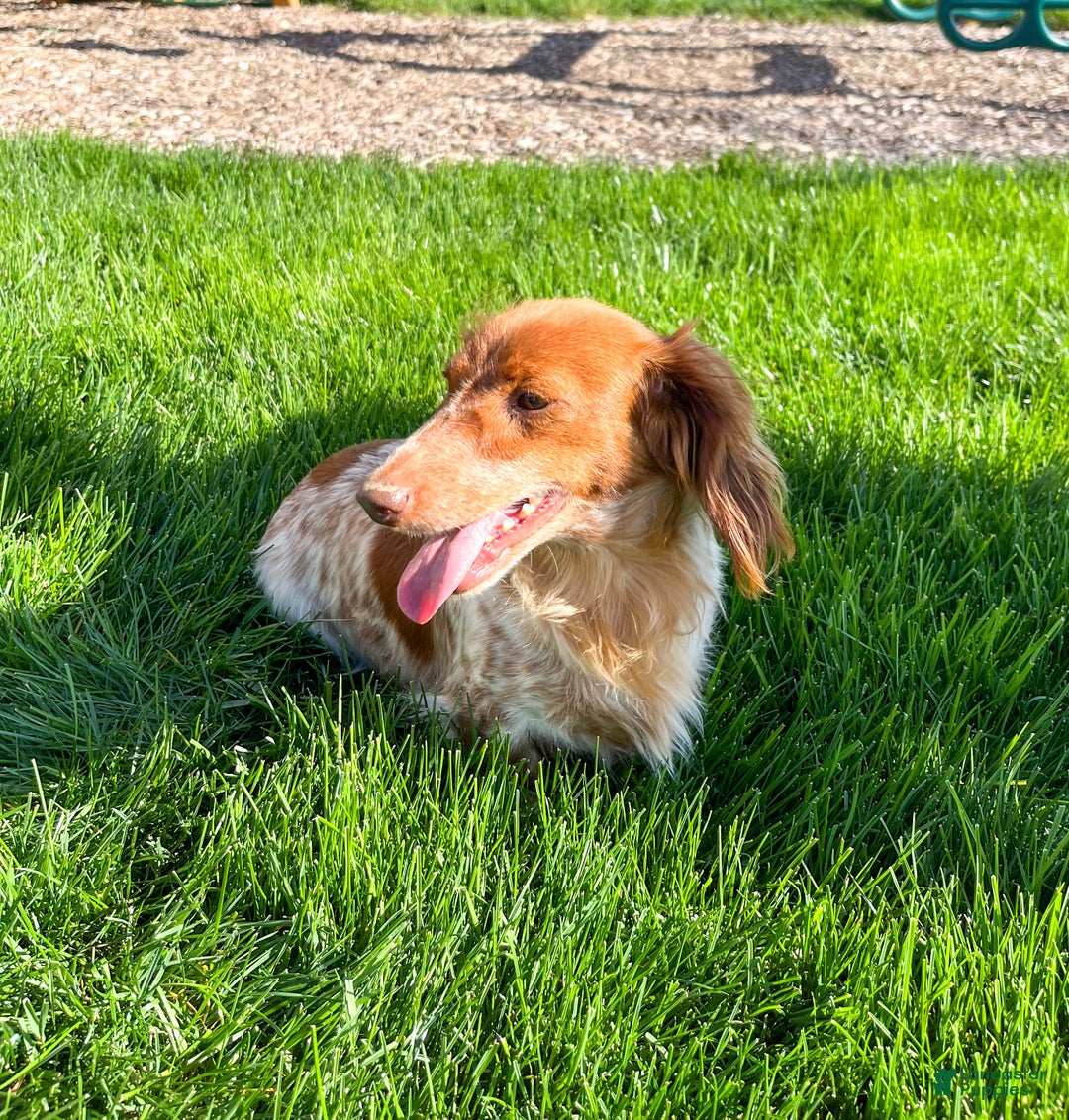 Miniature Dachshund dogs for sale: Tyson - Ad 7