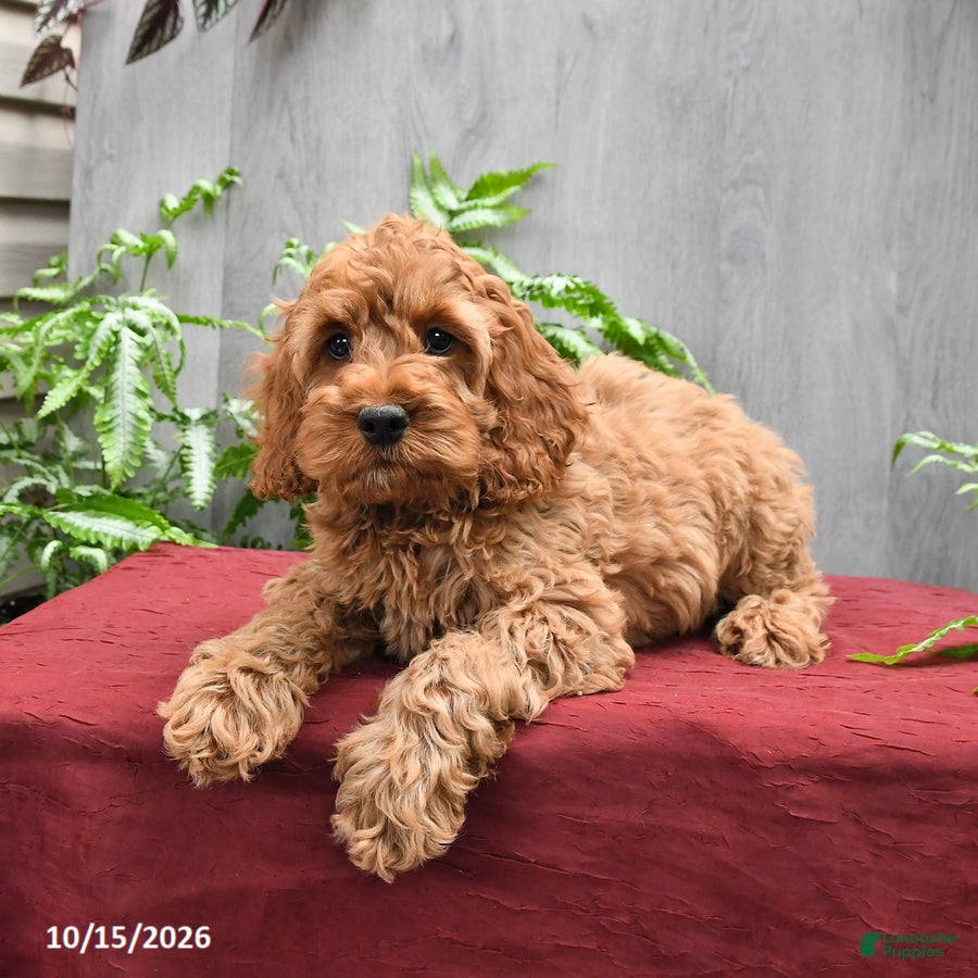 Cockapoo dogs Joey - Ad 2
