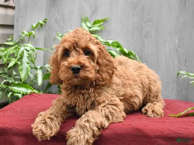 Cockapoo dogs Joey - Ad 2