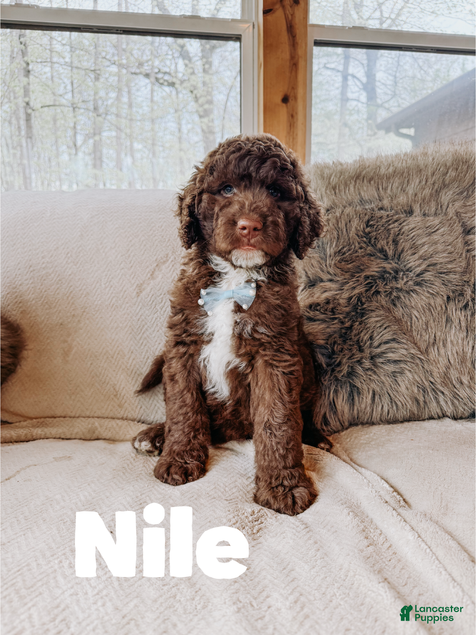 Saint Berdoodles dogs Nile - Ad 9