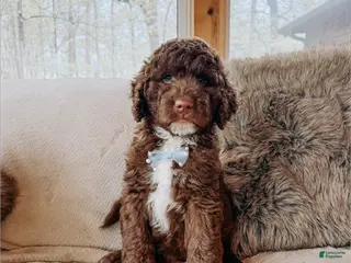 Saint Berdoodles dogs Nile - Ad 5