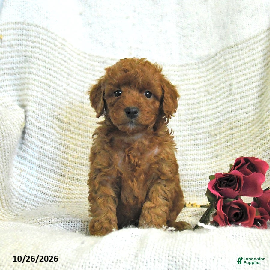 Cockapoo dogs for sale: Caleb - Ad 1