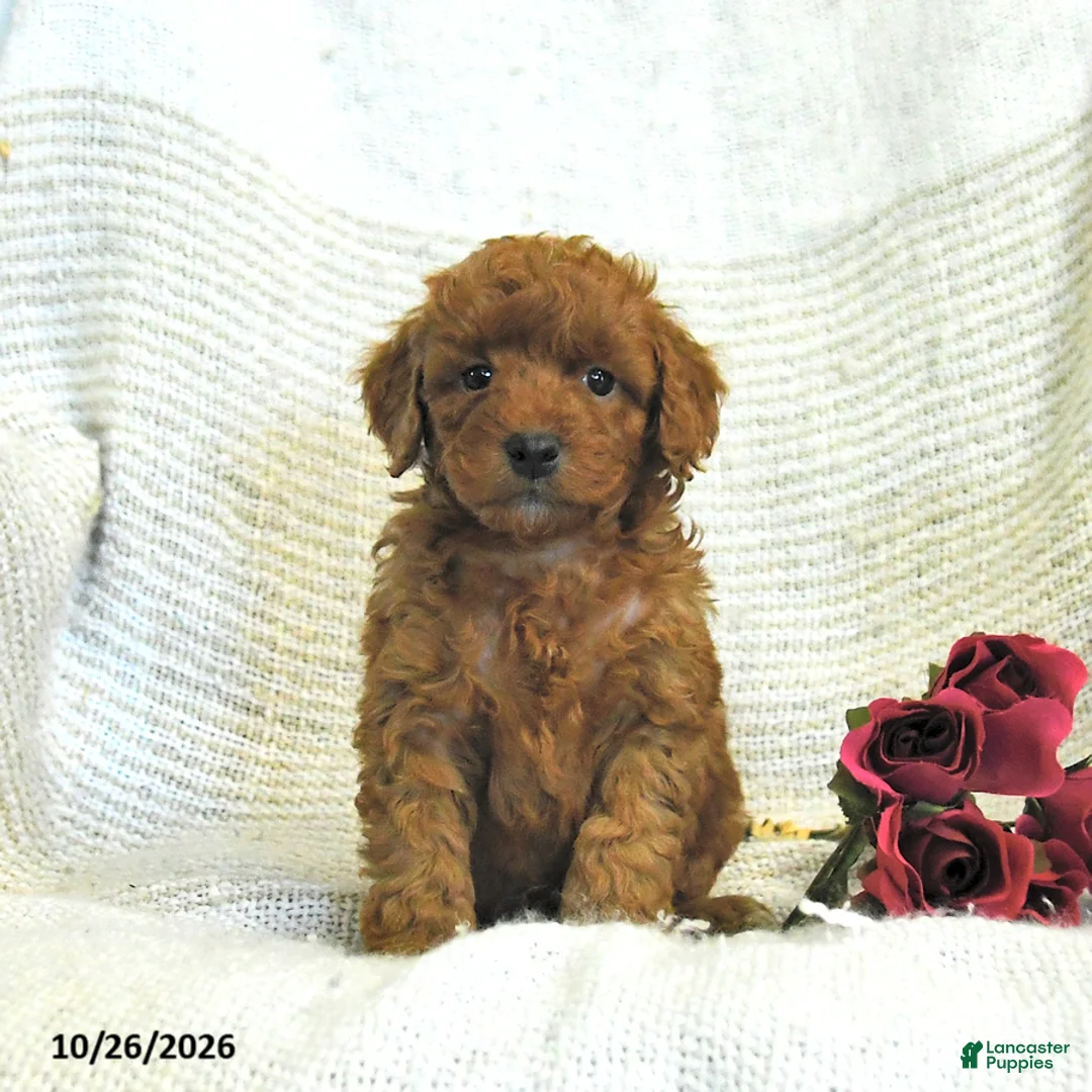 Cockapoo dogs for sale: Caleb - Ad 1
