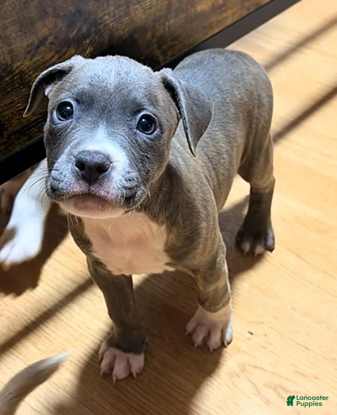 American Bully dogs for sale: "AALIYAH" BLUE NOSE - Ad 1