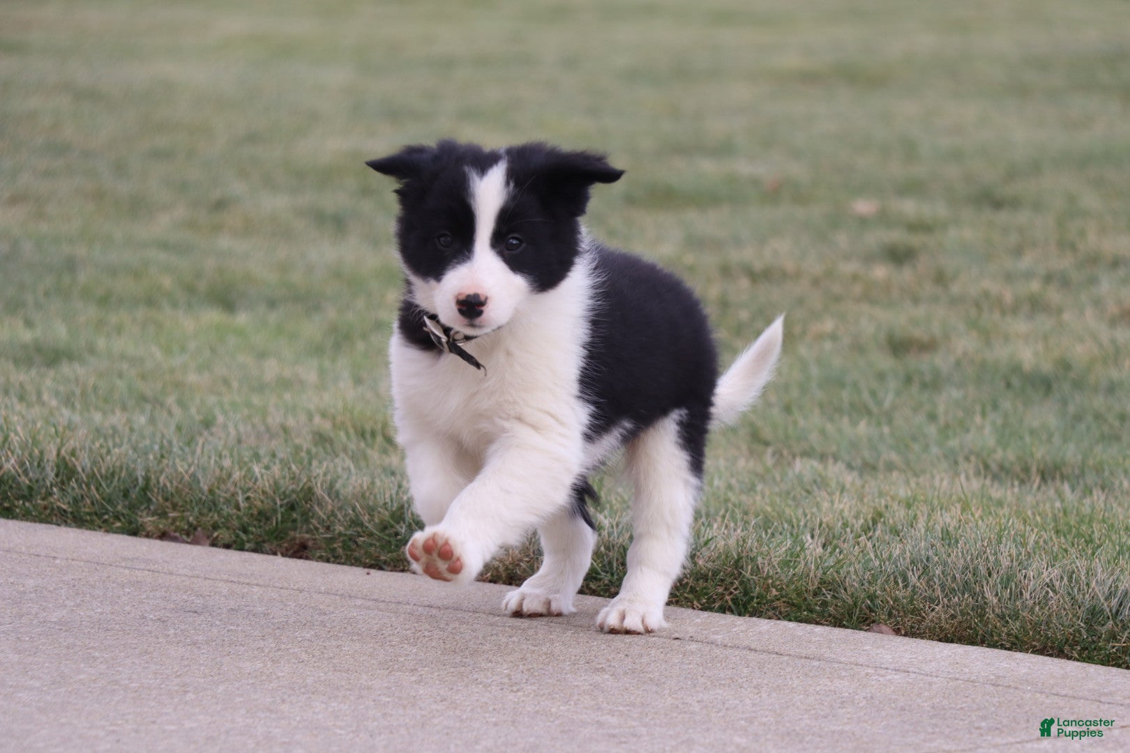 Border Collie dogs Frosty - Ad 35