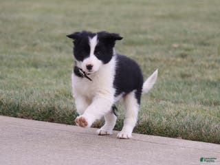 Border Collie dogs Frosty - Ad 26