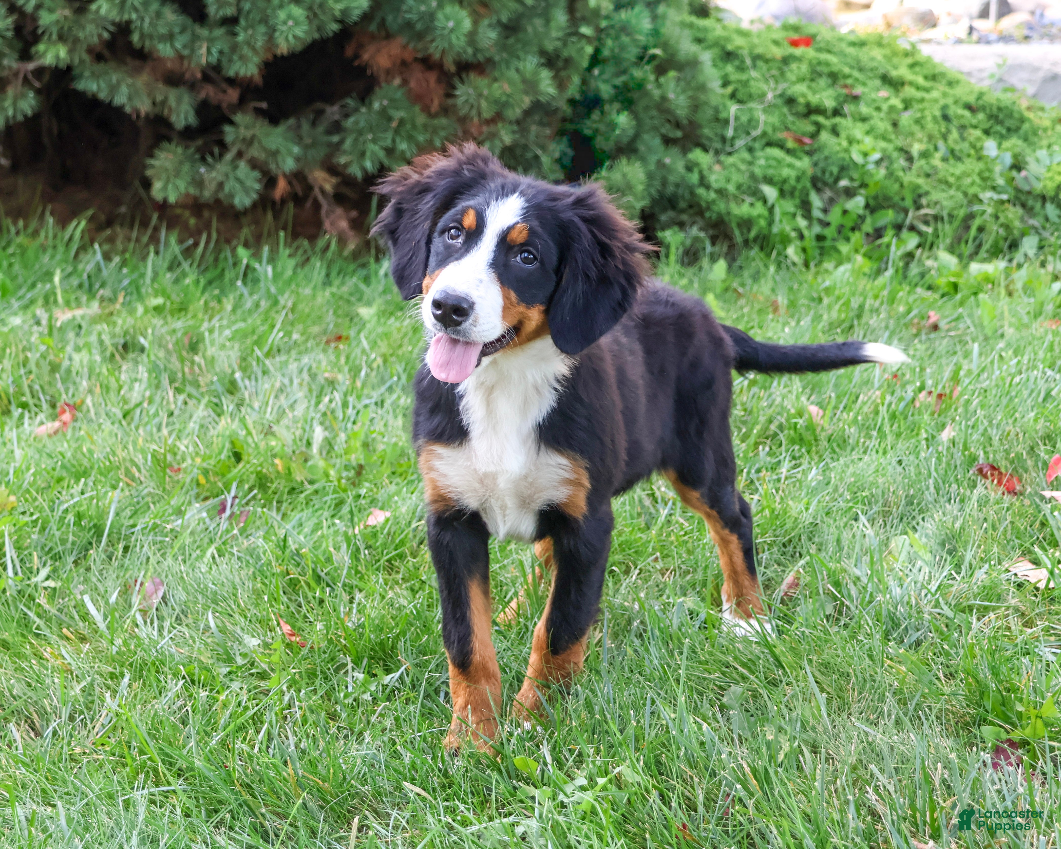 Bernese Mountain Dog dogs for sale: Liberty - Ad 1