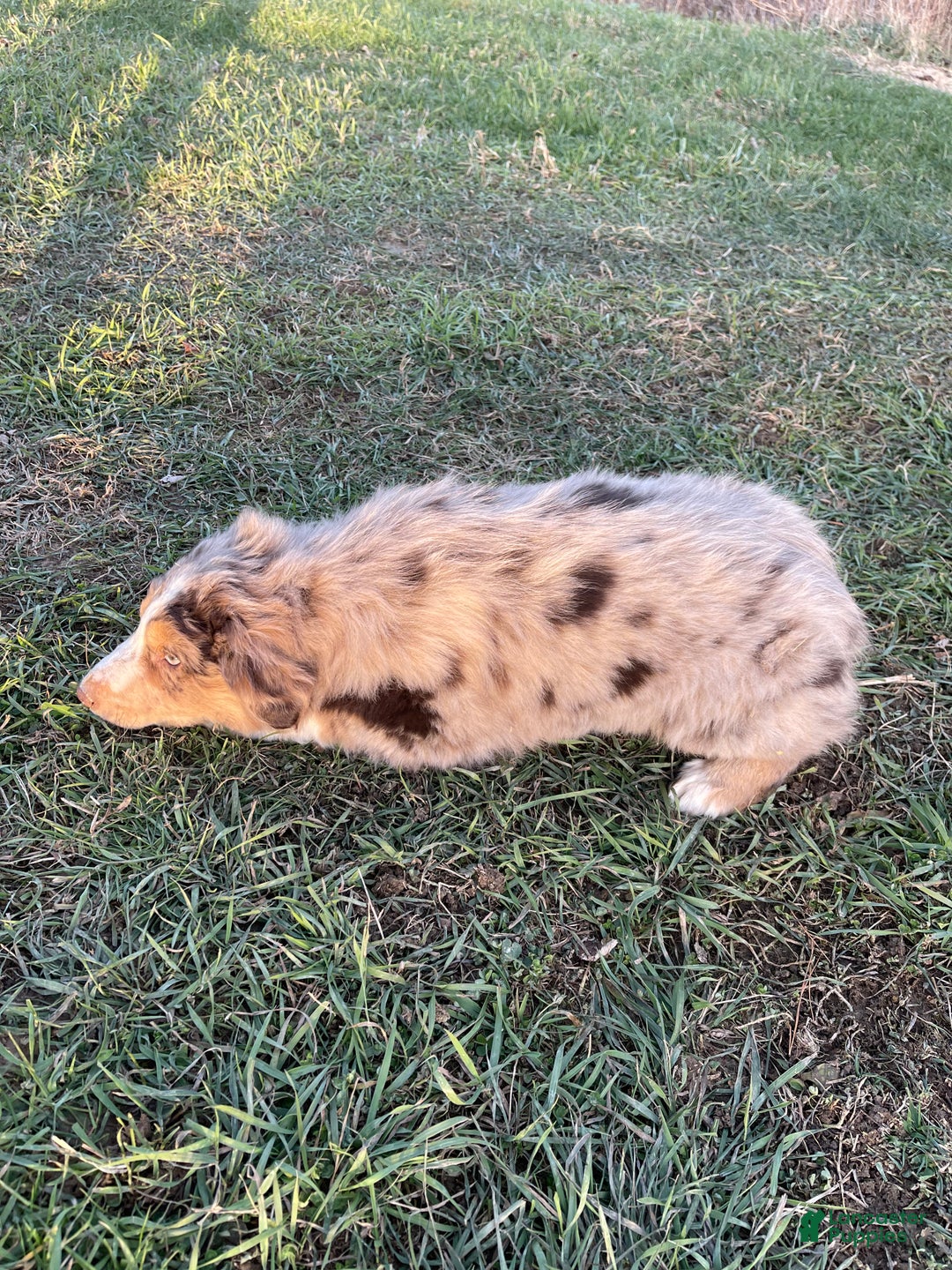 Australian Shepherd dogs for sale: Percy - Ad 18