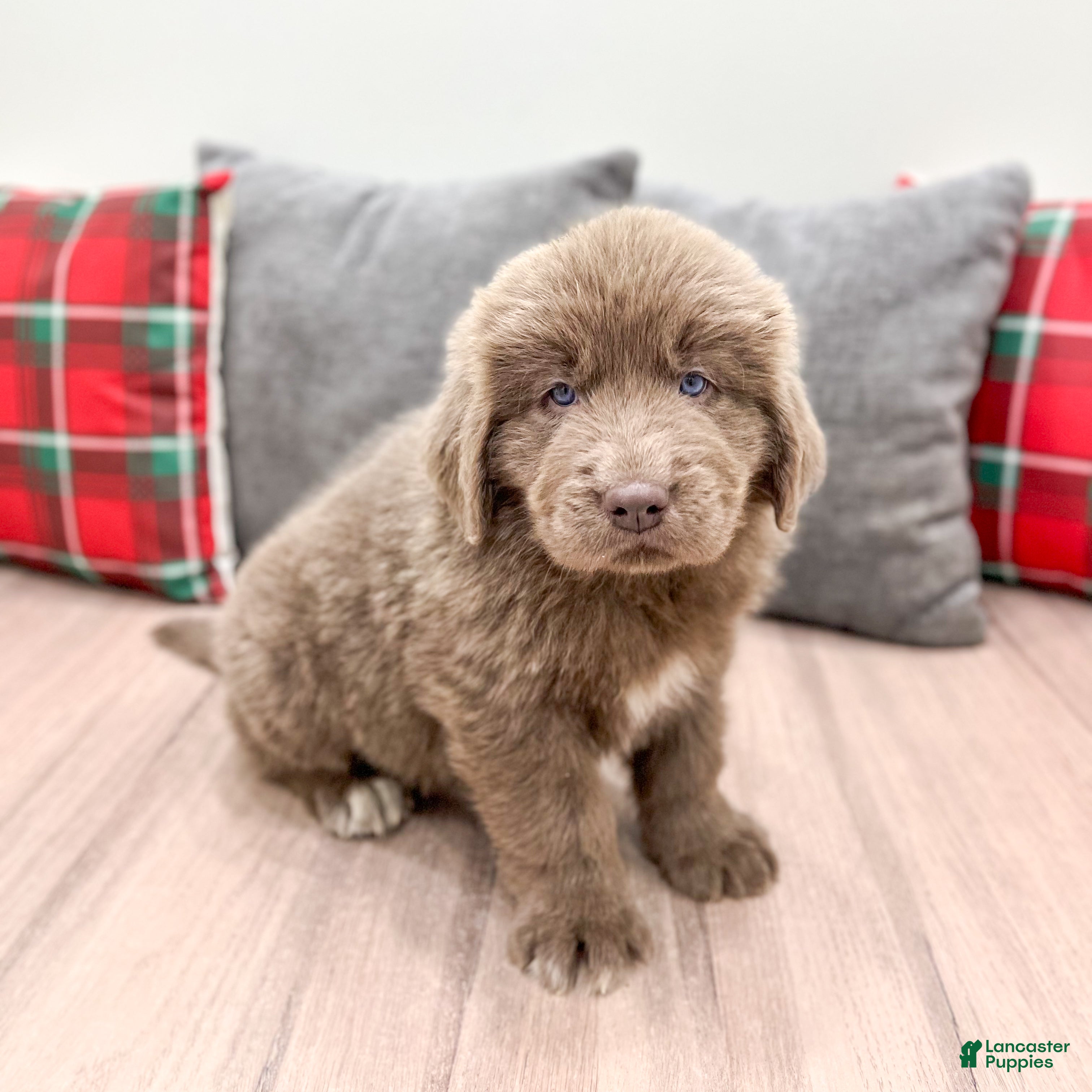 Newfoundland dogs Rusty - Ad 32