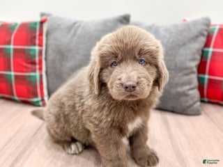 Newfoundland dogs Rusty - Ad 42