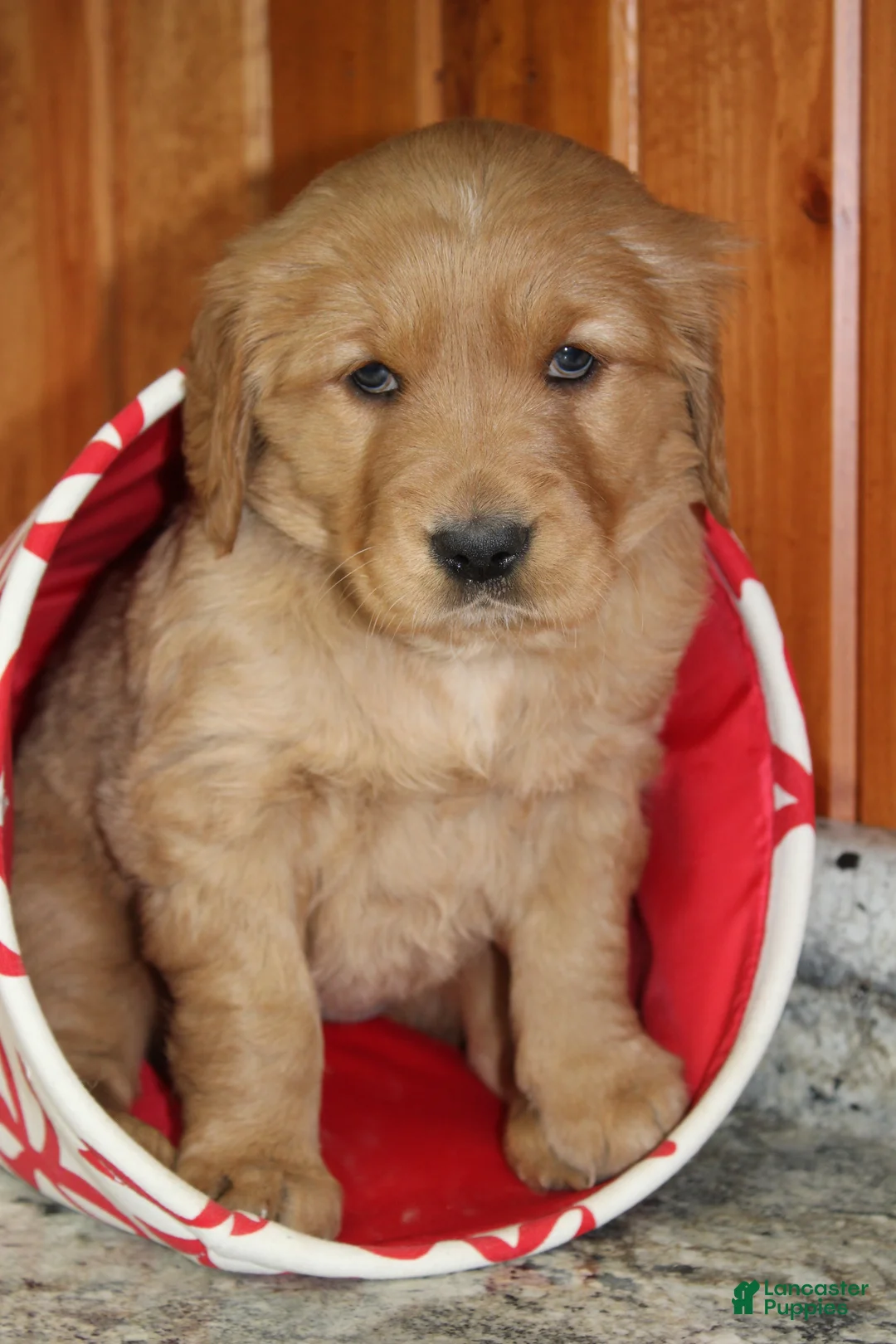 Golden Retriever dogs for sale: Stella - Ad 8