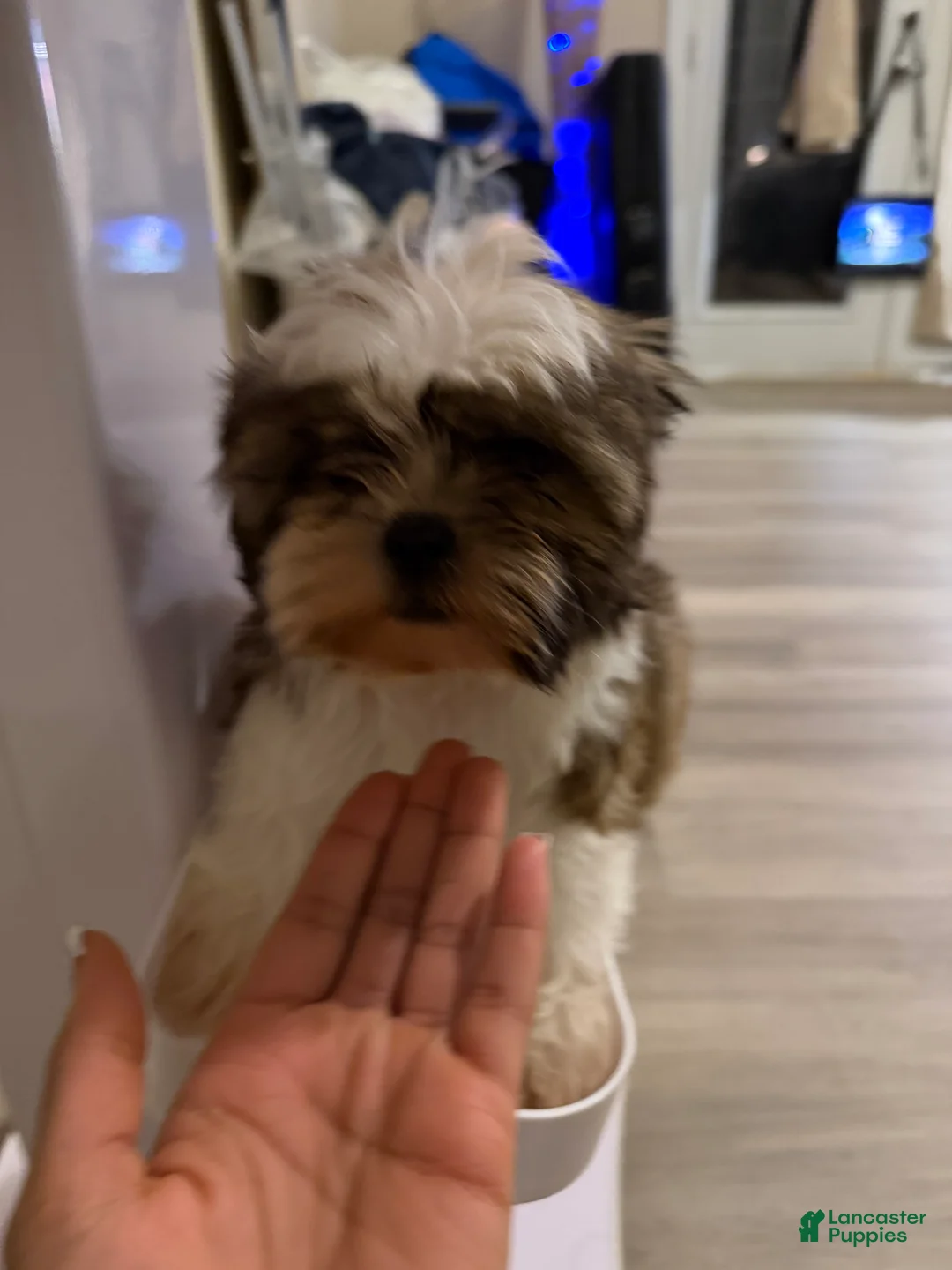 Shih Tzu dogs for sale: Shih Tzu Ryder - Ad 1