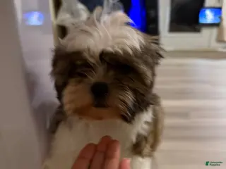 Shih Tzu dogs Shih Tzu Ryder - Ad 21