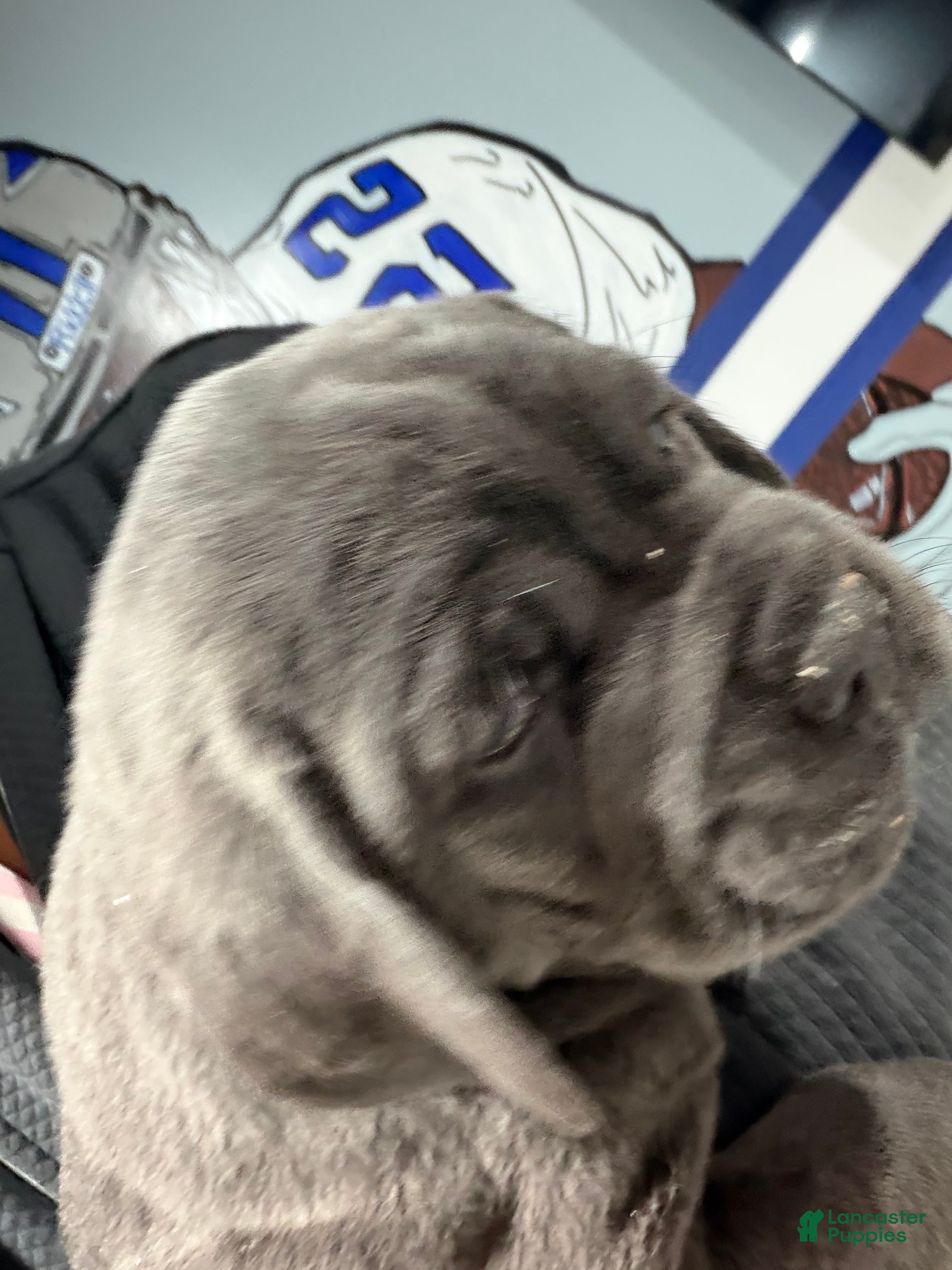 Cane Corso dogs for sale: Cane Corso Puppy 3 - Ad 3