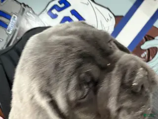 Cane Corso dogs Cane Corso Puppy 3 - Ad 4