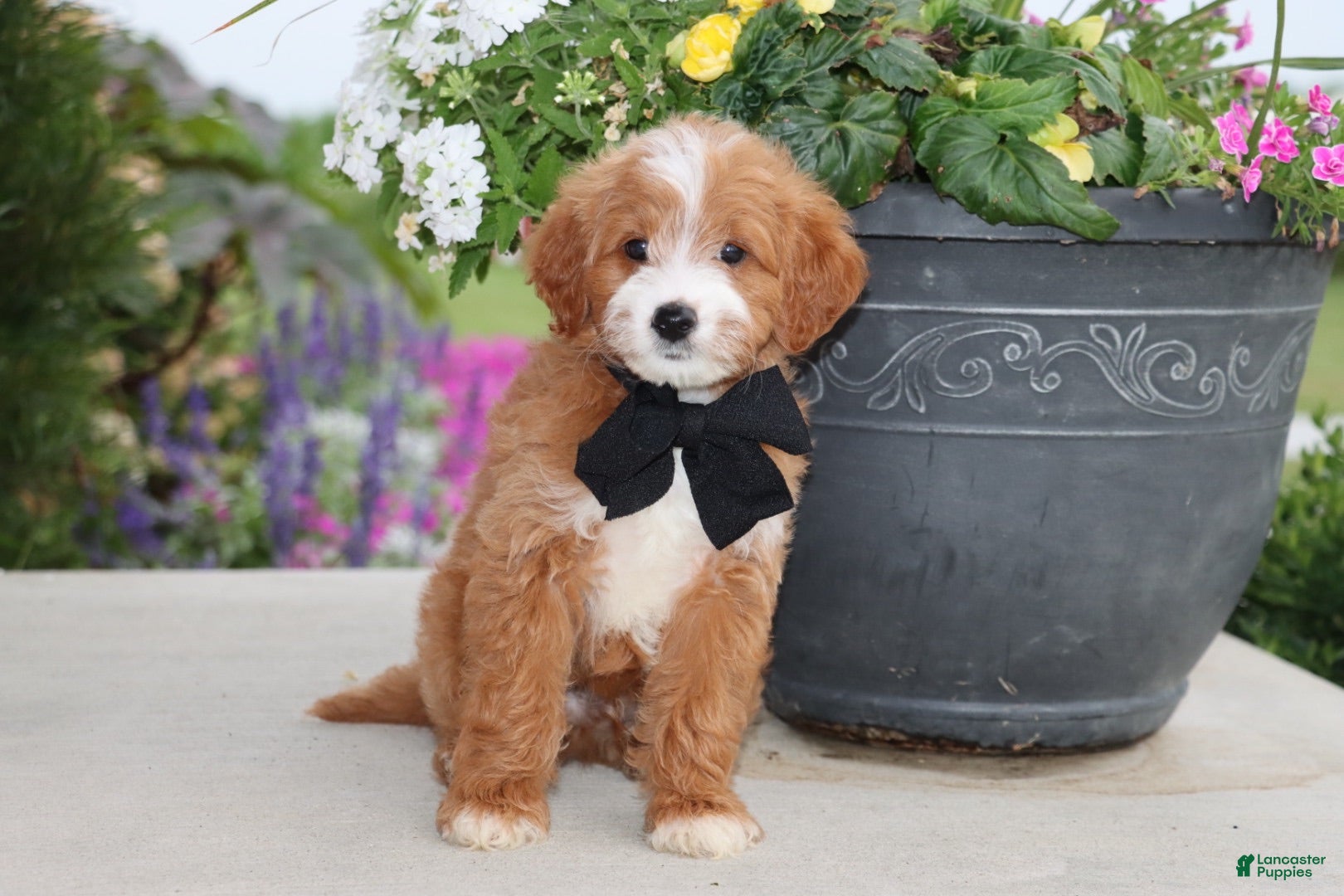 Mini Goldendoodle dogs for sale: Topper - Ad 2