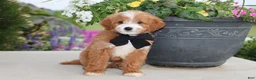 Mini Goldendoodle dogs for sale: Topper - Ad 1