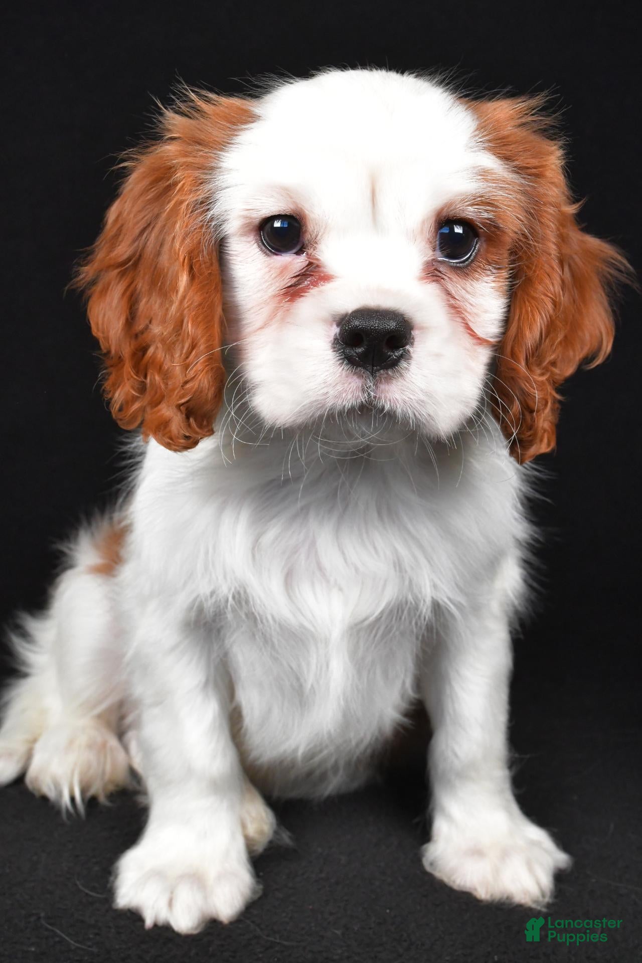 Cavalier King Charles Spaniel dogs for sale: Toby - Ad 2