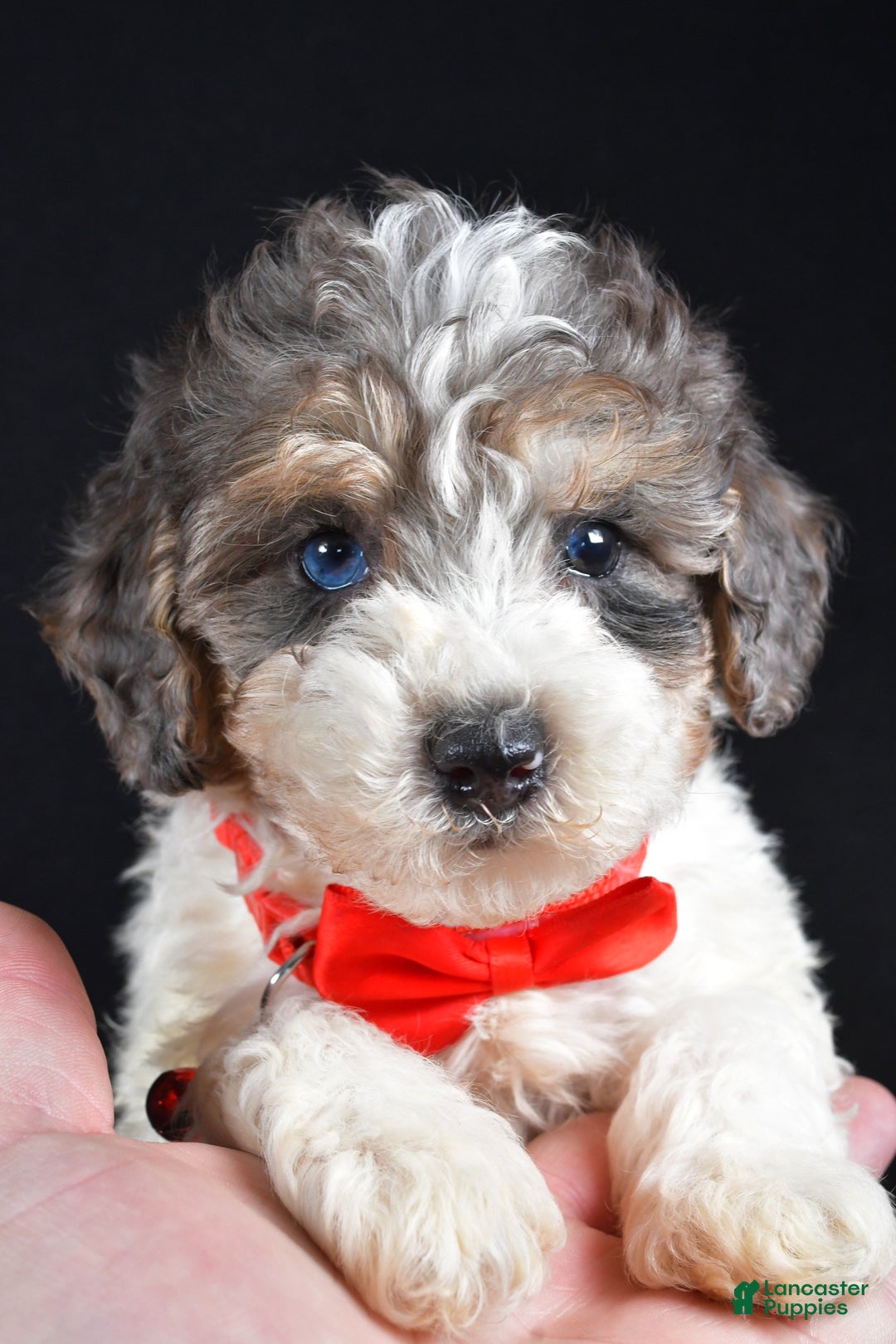 Miniature Poodle dogs for sale: Eden - Ad 2
