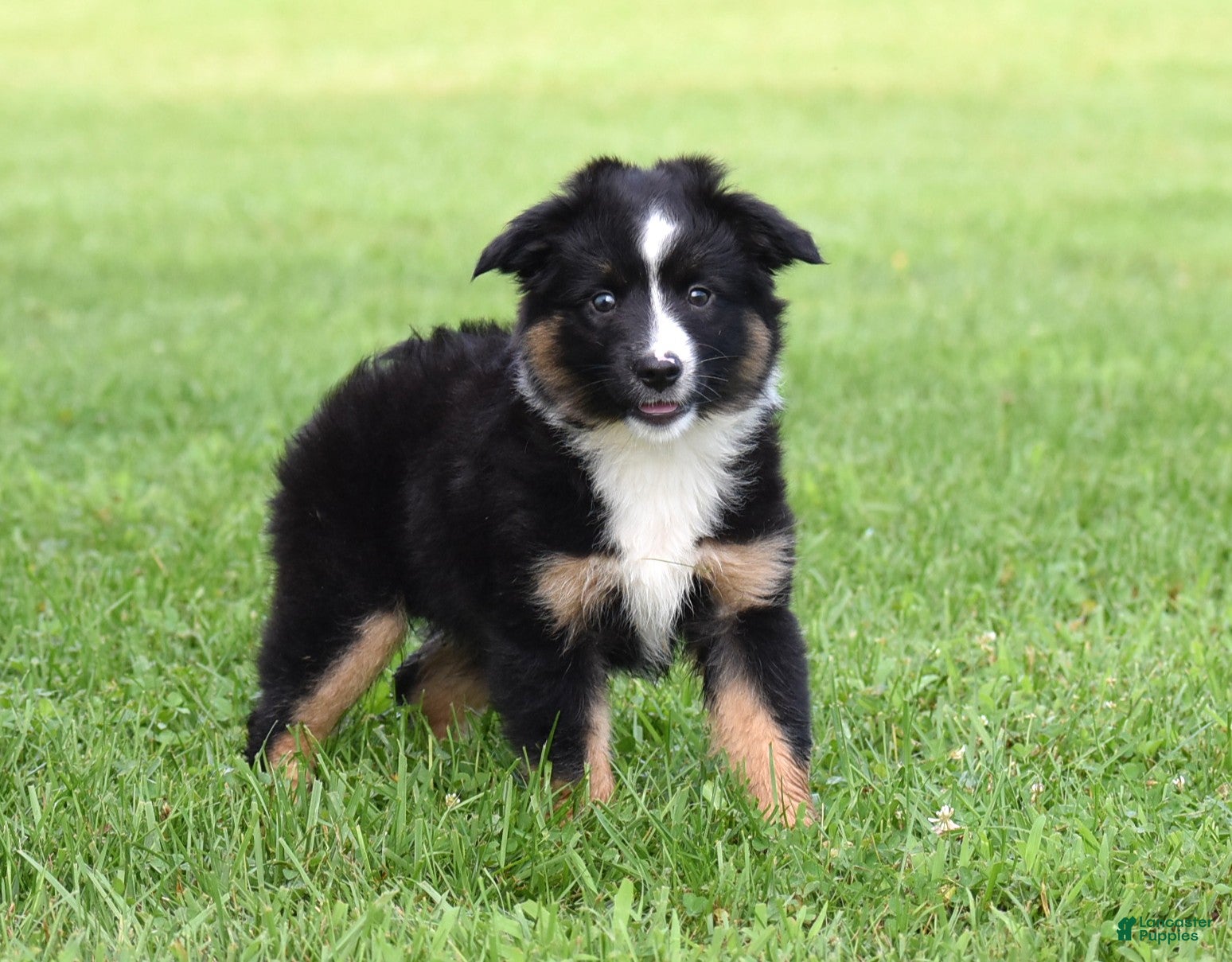 Miniature Australian Shepherd dogs Piper - Ad 1