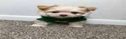 Maltipoo dogs for sale: Theo  - Ad 3