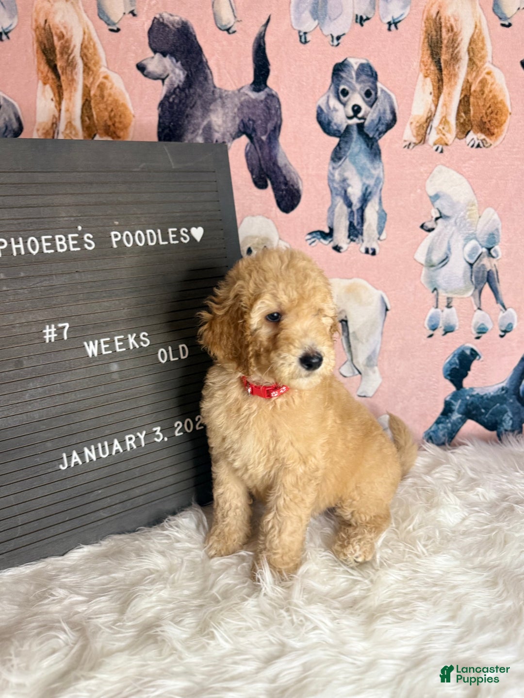 Standard Poodle dogs for sale: Standard Poodle Puppy 1 - Ad 6
