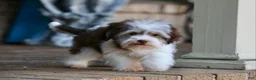 Havanese dogs for sale: Hope - Ad 13