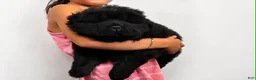 Chow Chow dogs for sale: Chow Chow 3 ( onyx )  - Ad 1