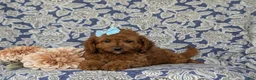 Mini Goldendoodle dogs for sale: Taylor 9 lbs Full Grown - Ad 5