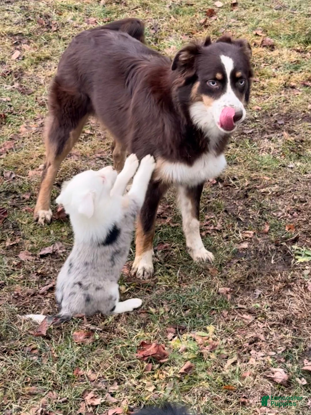 Gallery Image {{count}}