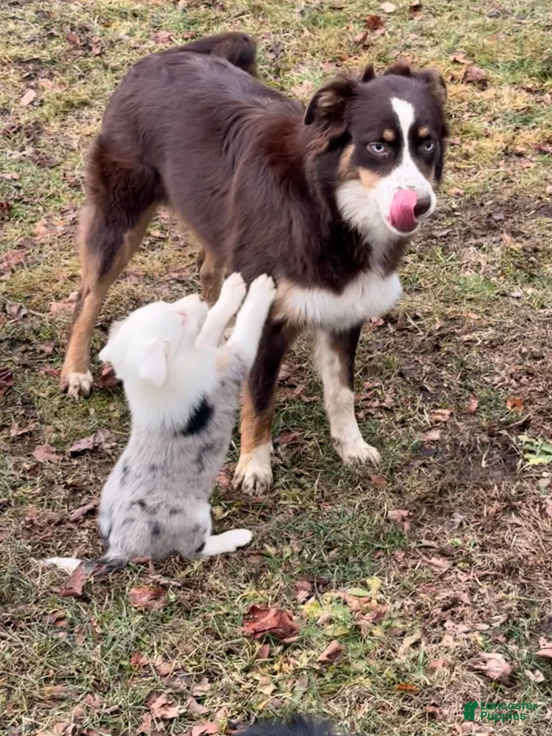 Gallery Image {{count}}