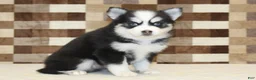 Pomsky dogs for sale: Bandit - Ad 14