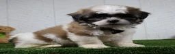 Shih Tzu dogs for sale: Travis - Ad 5