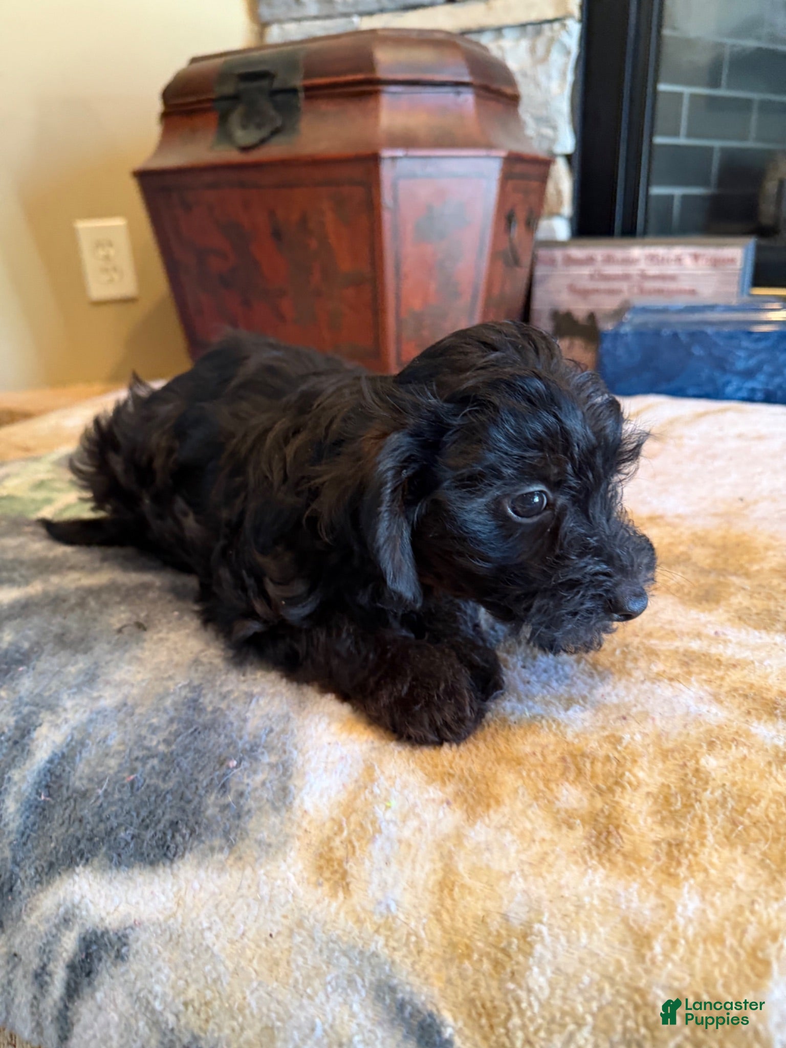 Yorkiepoo dogs Jinx - Ad 1