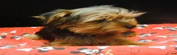 Yorkshire Terrier dogs for sale: Yorkshire Terrier 1 - Ad 2