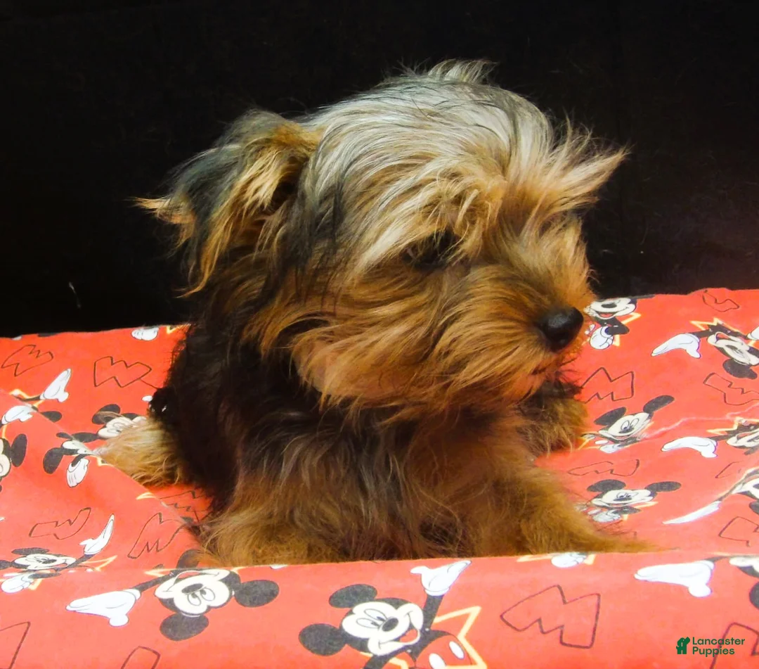 Yorkshire Terrier dogs for sale: Yorkshire Terrier 1 - Ad 2