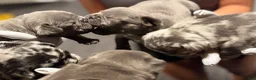 French Bulldog dogs for sale: French Bulldog 4 - Ad 11