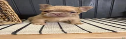 French Bulldog dogs for sale: Cashmere - Ad 5