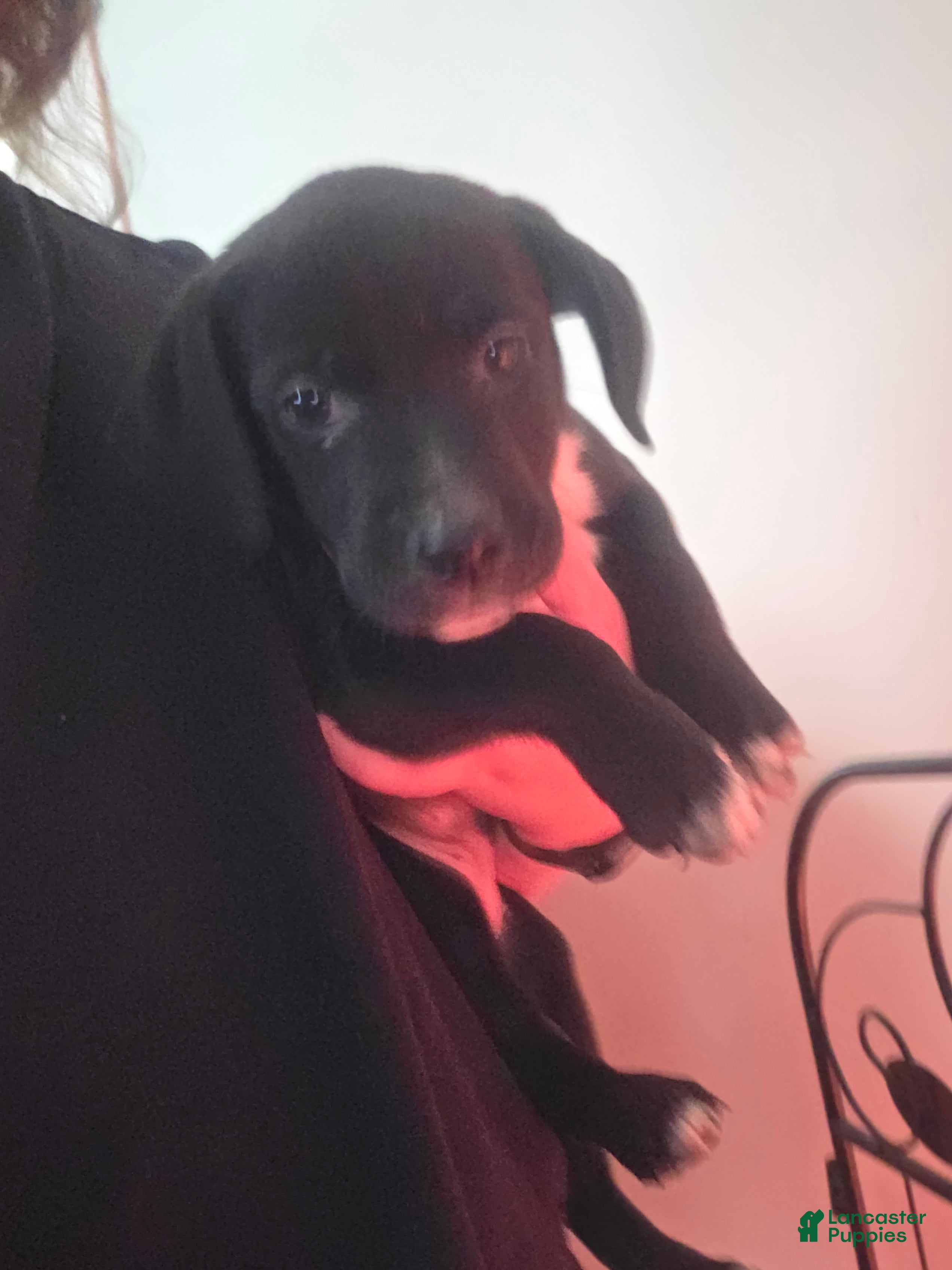 Mixed Breed dogs Meredith - Ad 16